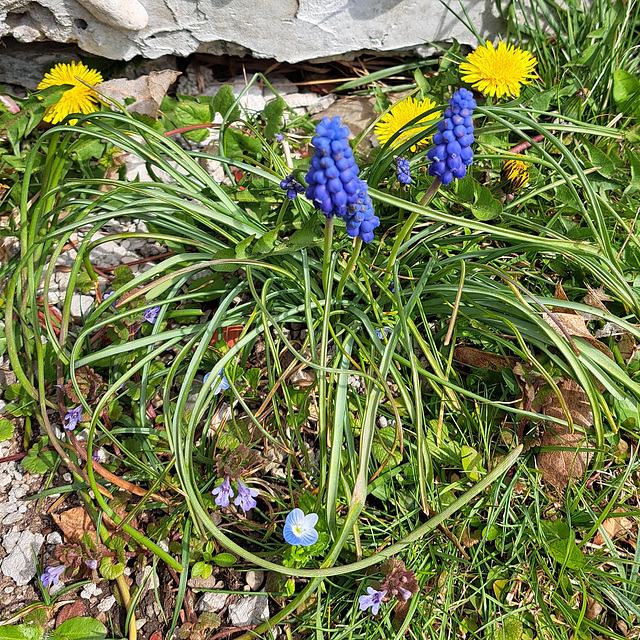 Traubenhyazinthe (Muscari)