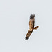 Marsh harrier