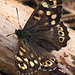 P5090025