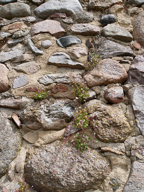 geblümte Stadtmauer