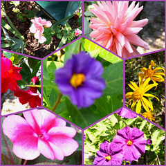 Next year there will be more of these in my garden Next year there will be more of these in my garden