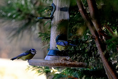 Blue tits
