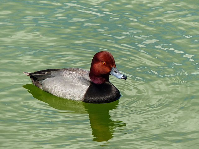 Handsome Redhead