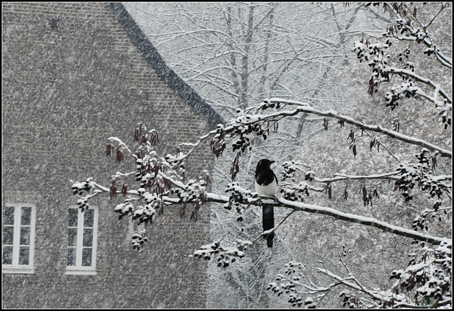 Snow Magpie