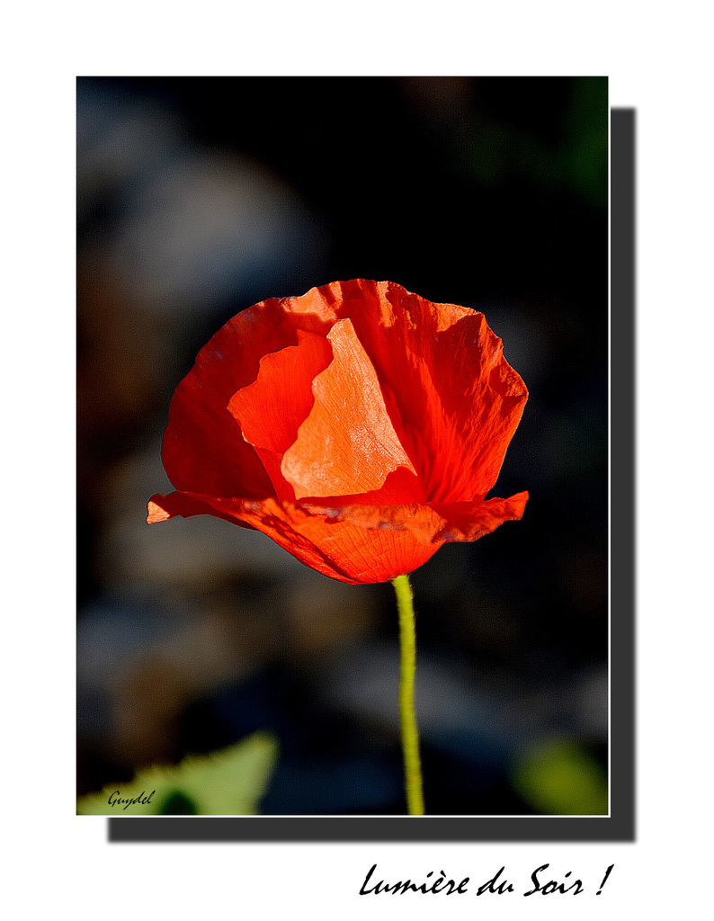 Un Coquelicot ...