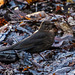 Female blackbird2