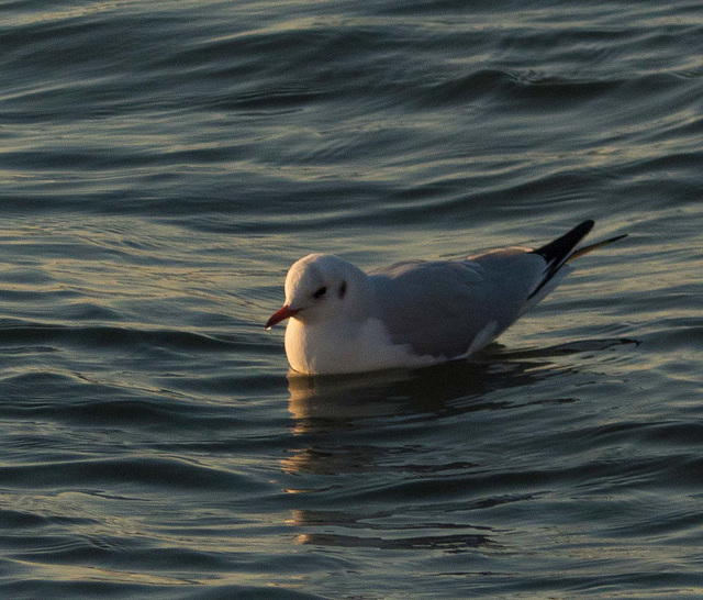 West Kirby seagull 31