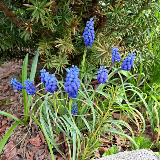 Traubenhyazinthe (Muscari)