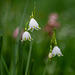 Spätblühende Knotenblume oder Sommerknotenblume