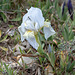 Iris chamaeiris, Zwerg-Iris - 2016-03-13--D4_DSC5211