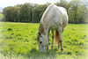 le cheval blanc dans le pâturage