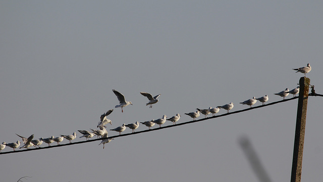 Défilé de mouette