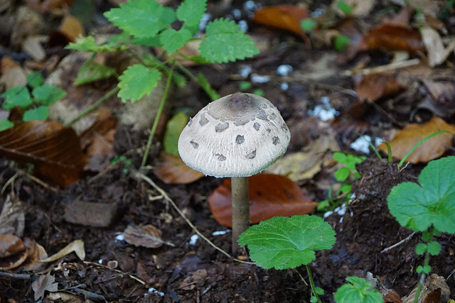 Gefleckter Pilz im Laub