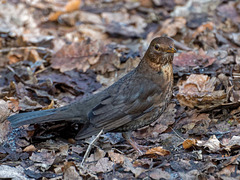 Female blackbird3