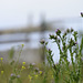 Carduus tenuiflorus, Asterales, Algarve, Flora mix, HFF