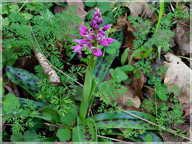 L'orchis mascula avec des taches sur les feuilles