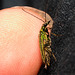 EF7A4317 Green Beetle