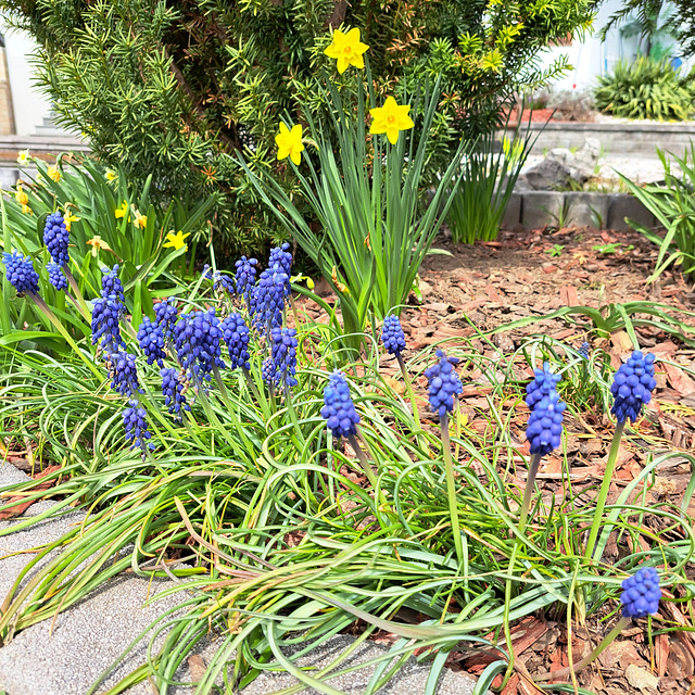 Traubenhyazinthe (Muscari)