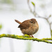 Wren