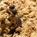 IMG 9988 Parasitoid wasp