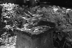 Coins offered to Jizo