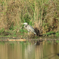 Great blue heron fishing