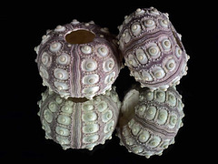 Sputnik Sea-urchin shells