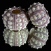Sputnik Sea-urchin shells