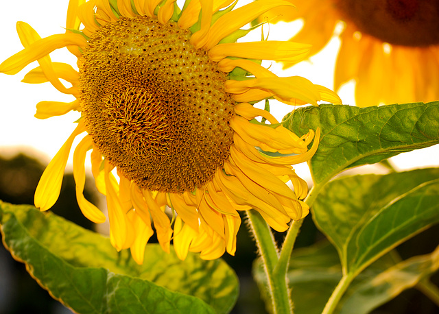 Sunflower smiling in the sun