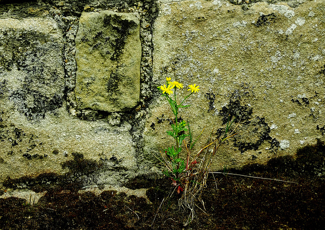 Growing in and by the wall