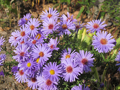 Asters d'Automne