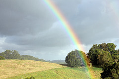 Queensland Rainbow