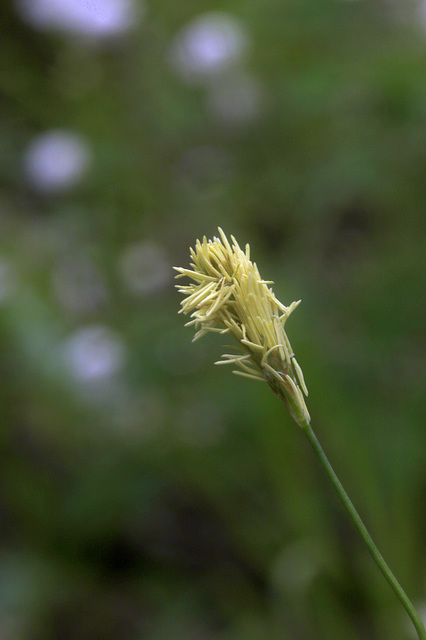 Unidentified Sedge