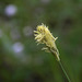 Unidentified Sedge