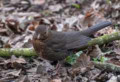Female blackbird6