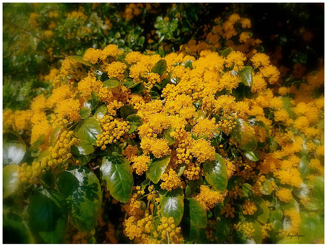 Azara petiolaris, Salicaceae.....Bonne semaine à tous ❤️