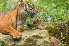 Tigres de Sumatra