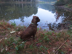 Rosie by the pond on a foggy morning