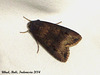 IBa019 Agrotis ipsilon (Dark Sword-grass)