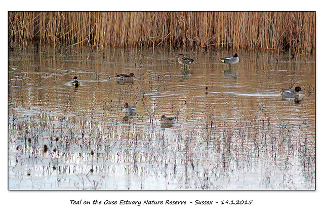 A group of Teal on the Ouse Estuary Nature Reserve - Sussex - 19.1.2015