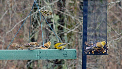 A Pine Warbler with Pine Siskins and Goldfinches