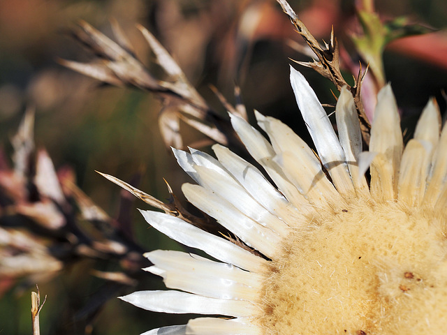 Silberdistel