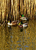 Mallards on Radipole Lake.