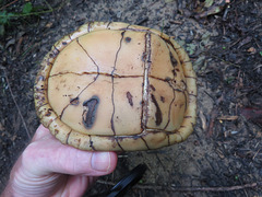 Box turtle with tooth marks