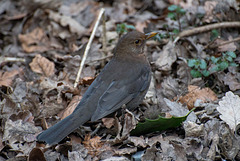 Female blackbird9