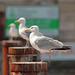 EOS 90D Peter Harriman 14 36 54 31822 gulls dpp