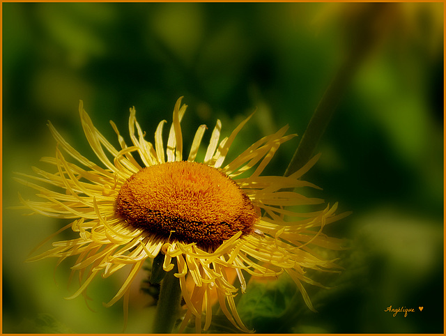 Bon dimanche ! le soleil qu'on a pas dehors !