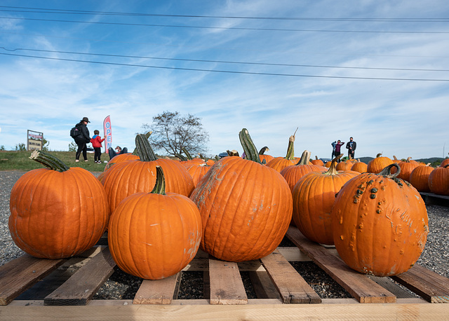 Giant Pumpkins