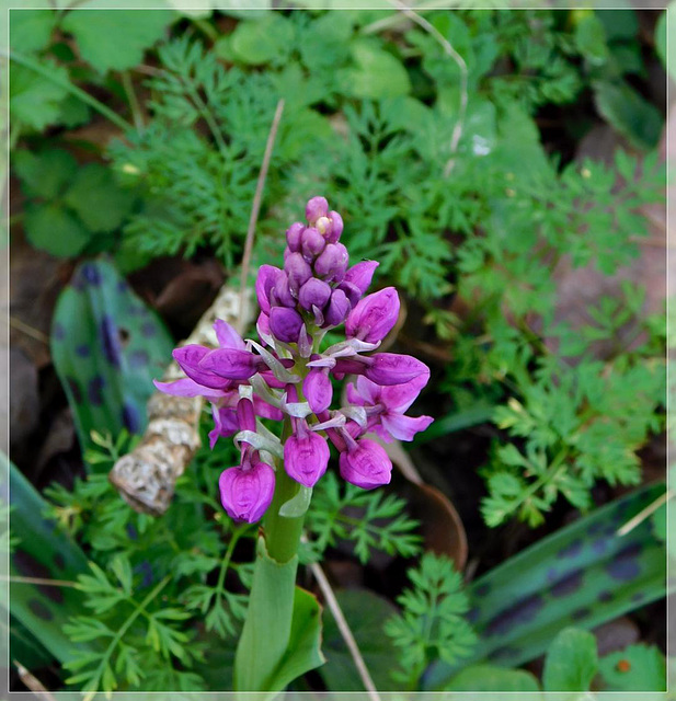 L'Orchis Mascula dans le chemin