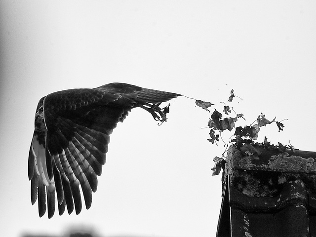 Bussard startet durch - Bilder aus dem Homeoffice